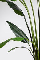 Pianta Artificiale Strelitzia 180x140x310 cm in Plastica con Vaso Verde -2