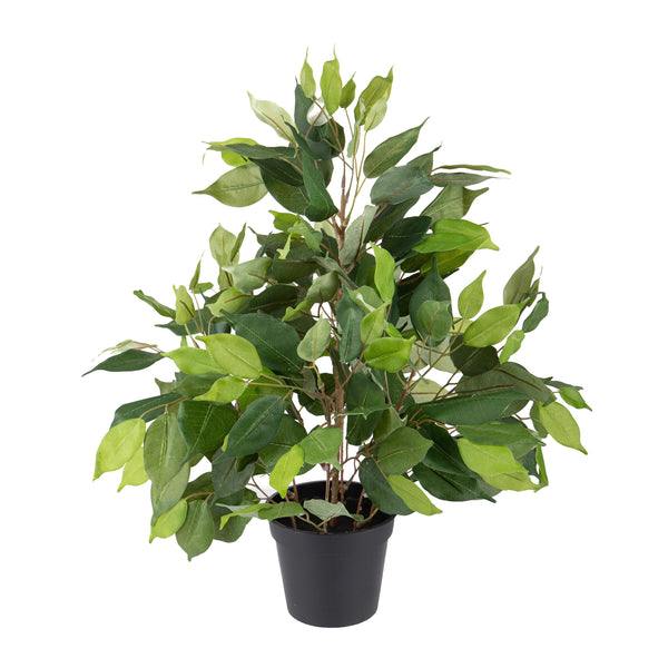 online Künstlicher Ficus mit Topfhöhe 55 cm Grün