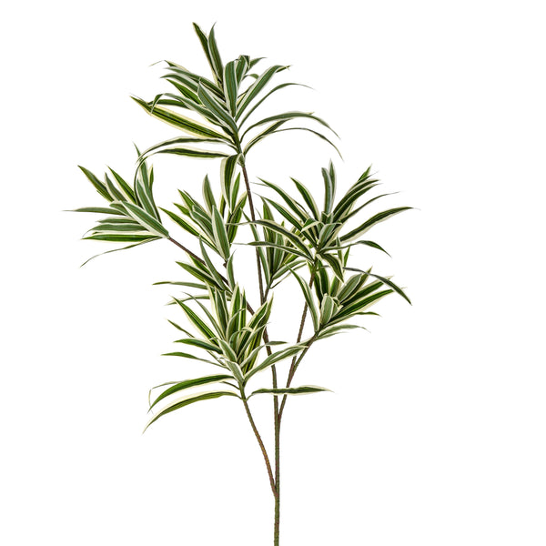 acquista Set 2 Dracaena mit 141 künstlichen Blättern, Höhe 84 cm, grün