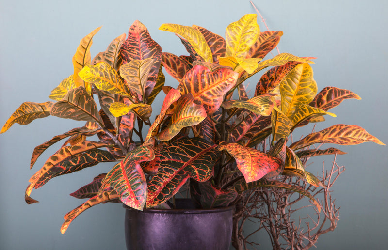 Croton Pianta Artificiale Altezza 60 cm Arancio-3