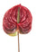 6er Set Anthurium Kunstblumen Höhe 70 cm Rot