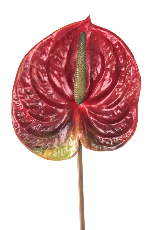 prezzo 6er Set Anthurium Kunstblumen Höhe 70 cm Rot