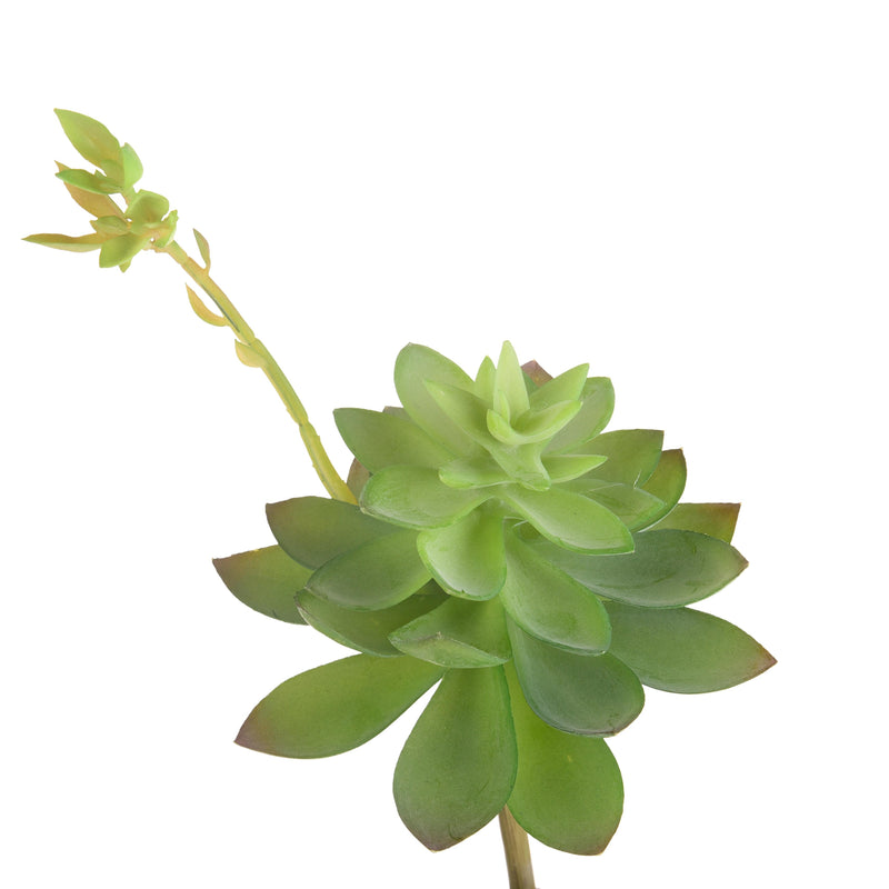 2 Echeveria Cactus Artificiale Altezza 21 cm Verde-1