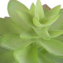 2 Echeveria Cactus Artificiale Altezza 21 cm Verde-4