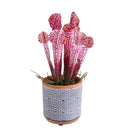 Pianta Artificiale di Sarracenia in Vaso Altezza 26 cm Grigio-1