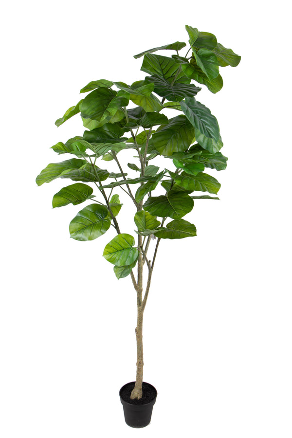 Kunstpflanze Ficus Real Touch mit 64 Blättern in Topfhöhe 200 cm grün prezzo