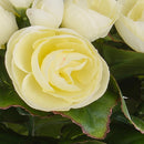 Bouquet Artificiale di Begonia Altezza 28 cm -3