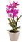 Künstliche Orchidee mit Vase Höhe 43 cm Rosa