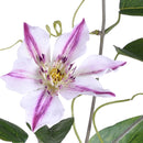 2 Rami Artificiali di Clematis Composto da 2 Fiori Altezza 76 cm Bianco-3