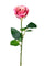 Set mit 12 halboffenen künstlichen Rosen, Höhe 37 cm, Rosa