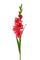 Set 8 künstliche Gladiolenblüten Mini Höhe 74 cm Rot