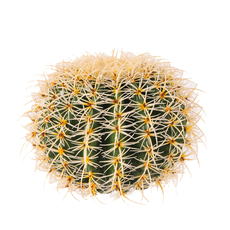 Echinocactus Artificiale -1