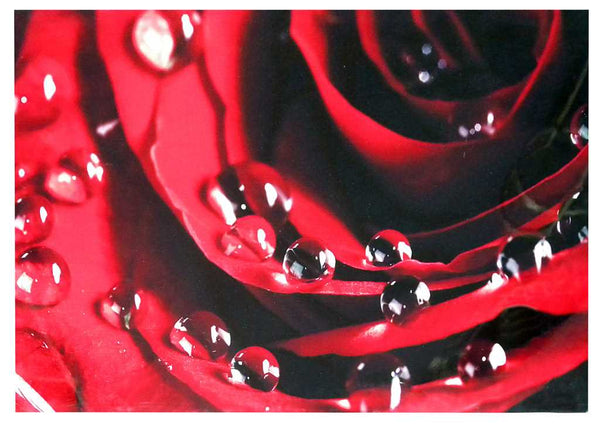 Rote Rose Detailbild 80x60x2,8 cm prezzo