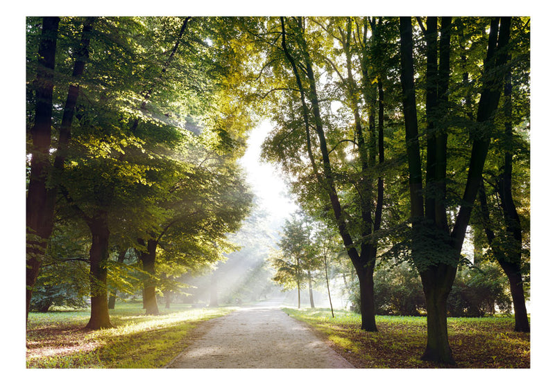 Carta da Parati Fotomurale - Passeggiata di Mattina 100x70 cm Erroi-2