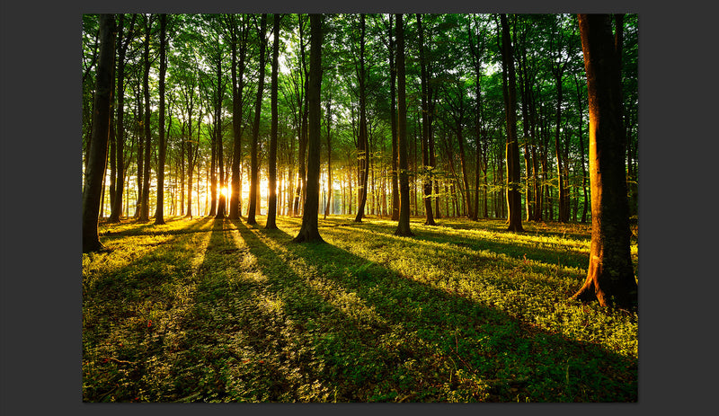 Fotomurale - Primavera: Mattinata Nella Foresta 400X280 cm Carta da Parato Erroi-2