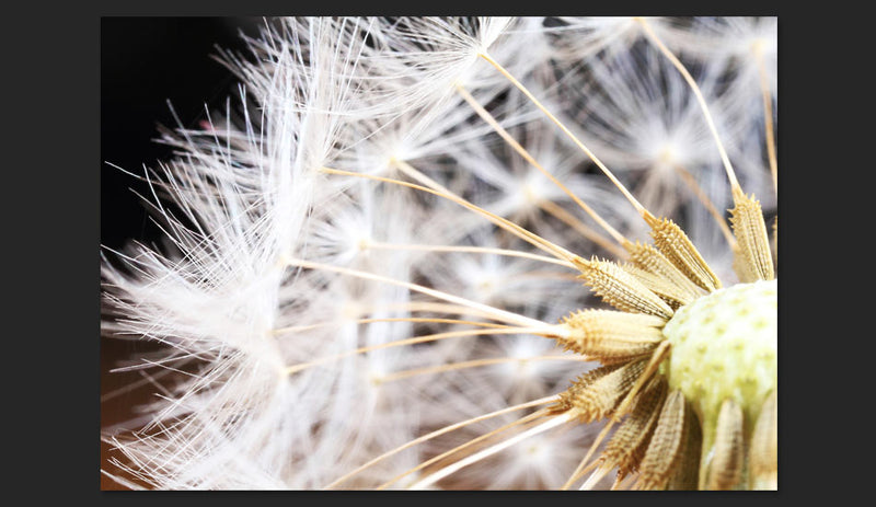 Fotomurale - Fluffy Dandelion 400X280 cm Carta da Parato Erroi-2