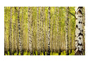 Carta da Parati Fotomurale - Foresta di Betulle 450x270 cm Erroi-2