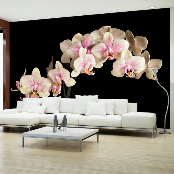 Fototapete – Blühende Orchidee 450x270cm Erroi online