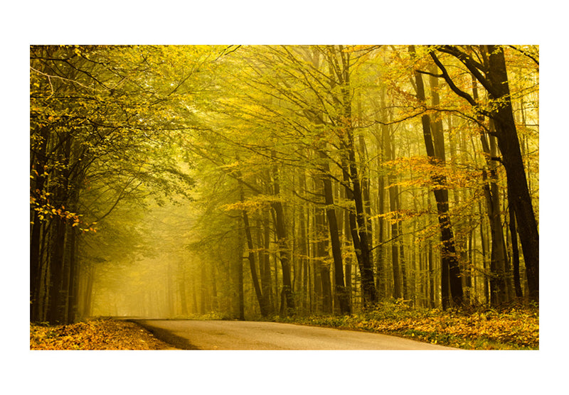 Carta da Parati Fotomurale - Strada Nella Foresta D'Autunno 450x270 cm Erroi-2