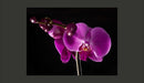 Fotomurale - Elegante Orchidea 350X270 cm Carta da Parato Erroi-2