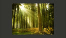 Fotomurale - Foresta di Pini 200X154 cm Carta da Parato Erroi-2