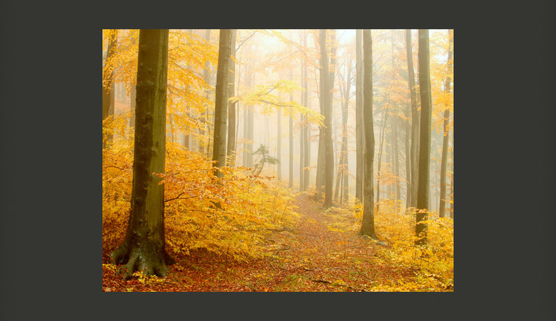 Fotomurale - Bosco - Autunno 200X154 cm Carta da Parato Erroi-2