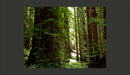 Fotomurale - Green Forest 200X154 cm Carta da Parato Erroi-2