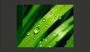 Fotomurale - Dewdrops On Leaves 200X154 cm Carta da Parato Erroi-2