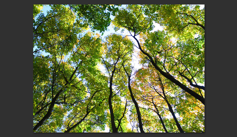 Fotomurale - Looking Up At The Trees 200X154 cm Carta da Parato Erroi-2