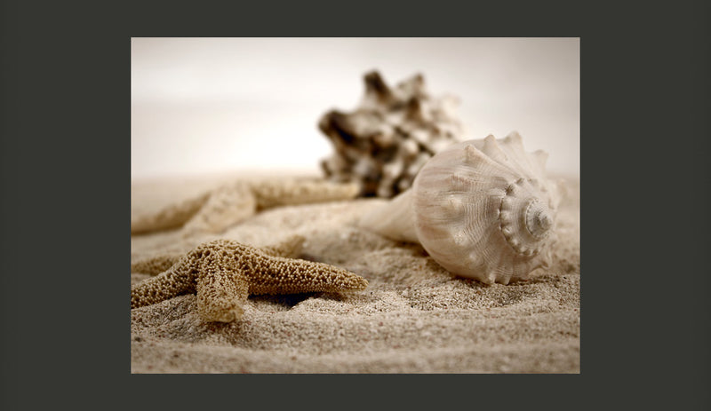 Fotomurale - Spiaggia e Conchiglia 200X154 cm Carta da Parato Erroi-2