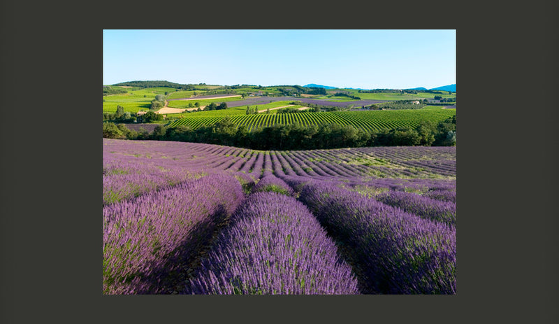 Fotomurale - Campi di Lavanda 200X154 cm Carta da Parato Erroi-2