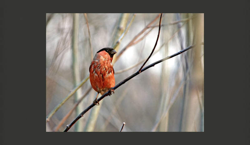 Fotomurale - Bullfinch in The Forest 200X154 cm Carta da Parato Erroi-2