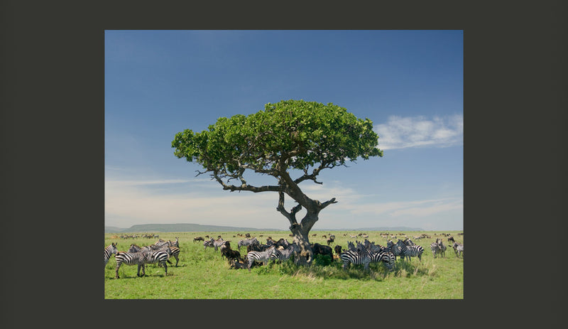 Fotomurale - Africa: Zebre All'Ombra di Un Albero 200X154 cm Carta da Parato Erroi-2