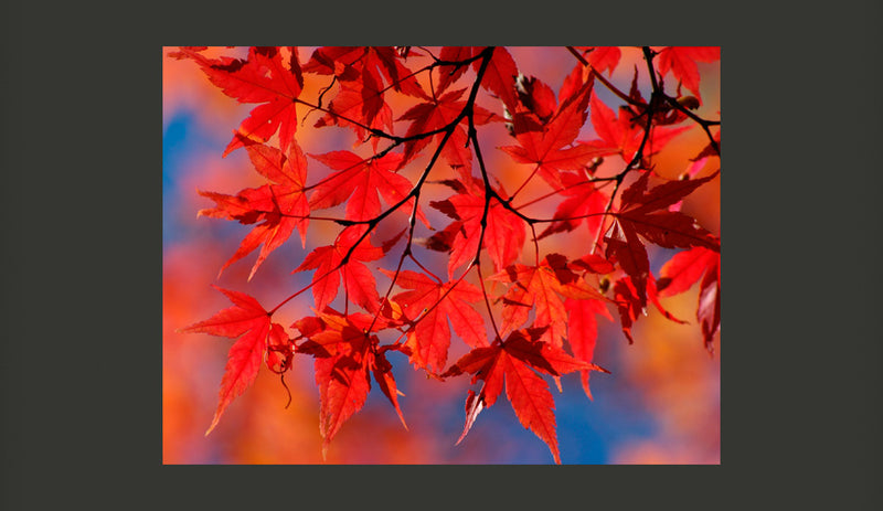 Fotomurale - Red Japanese Maple 200X154 cm Carta da Parato Erroi-2