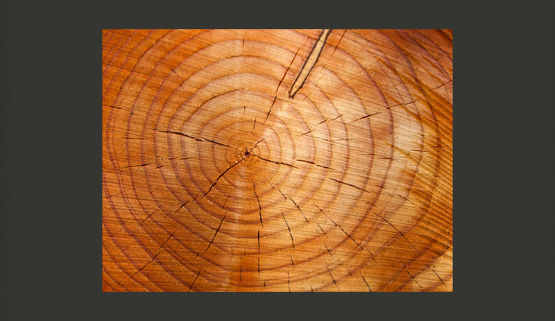 Fotomurale - Tronco D'Albero con Anelli Annuali 200X154 cm Carta da Parato Erroi-2