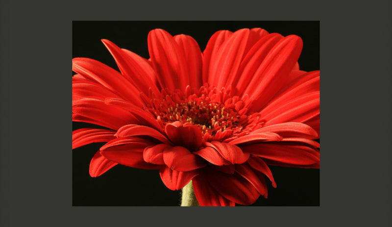 Fotomurale - Fiore di Gerbera Rosso 200X154 cm Carta da Parato Erroi-2