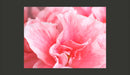 Fotomurale - Fiori D'Azalea Rosa 200X154 cm Carta da Parato Erroi-2