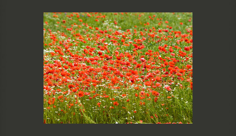 Fotomurale - Prato con Fiori 200X154 cm Carta da Parato Erroi-2