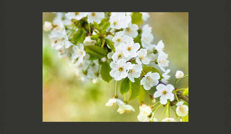 Fotomurale - Delicati Fiori di Ciliegio 200X154 cm Carta da Parato Erroi-2