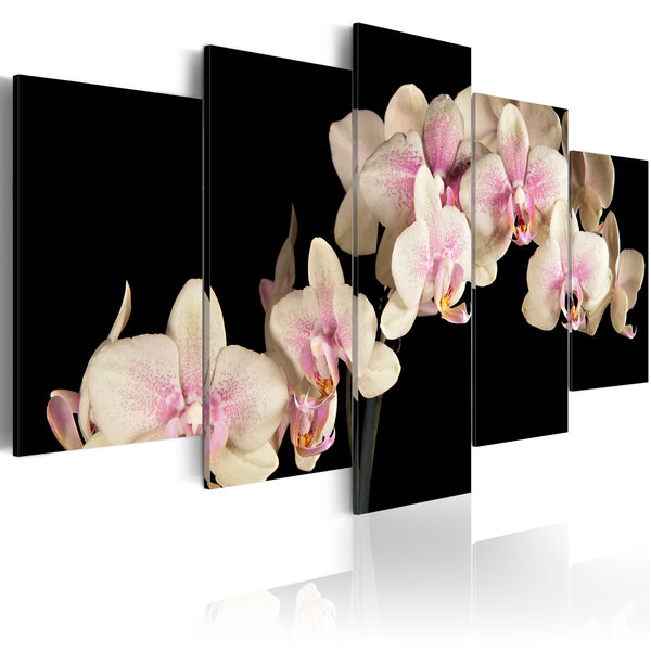 sconto Leinwandbild - Orchidee auf kontrastierendem Hintergrund Erroi