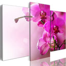 Quadro - Orchidea Color Rosa Scuro 60X50Cm Erroi-1