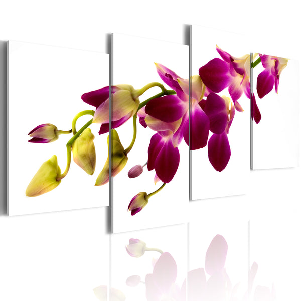 sconto Grafik - Pracht der Erroi-Orchidee