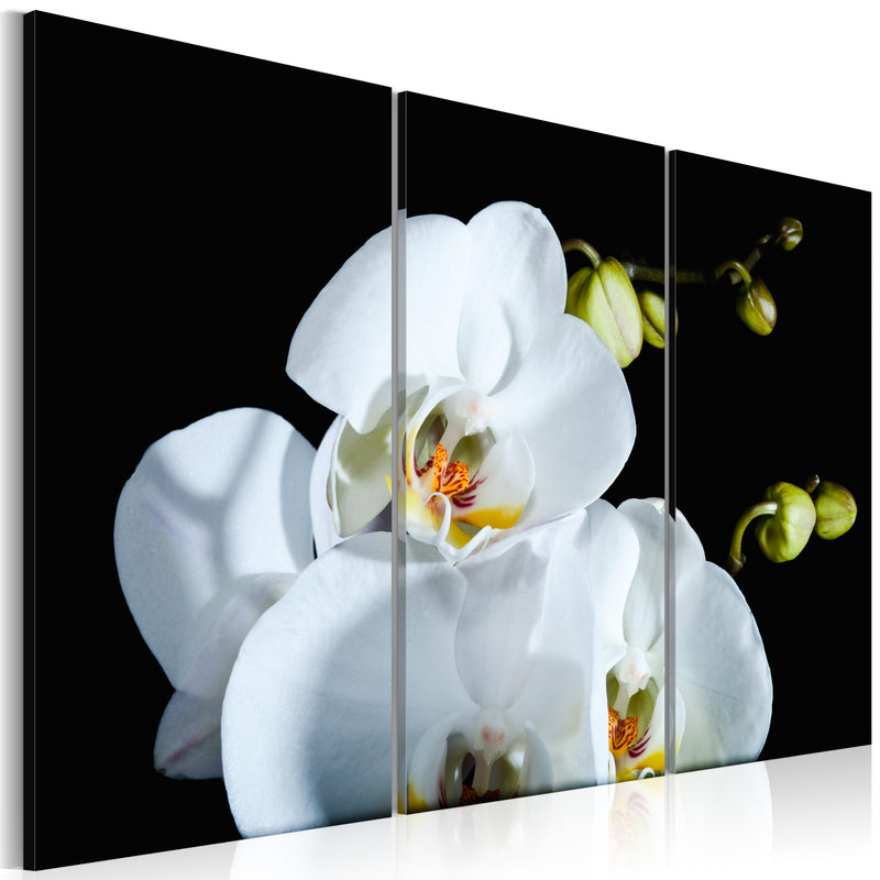 Quadro - Orchidea Candida 60X40Cm Erroi-1