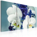 Quadro - Orchidee Chimeriche 60X40Cm Erroi-1