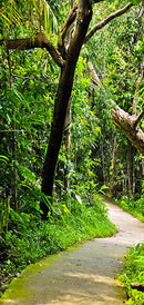 Carta da Parati Fotomurale per Porta - Forest Avenue 100x210 cm Erroi-2