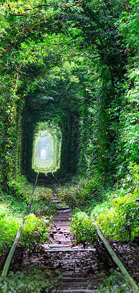 Carta da Parati Fotomurale per Porta - Walk Under The Pergola 90x210 cm Erroi-2