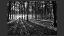 Fotomurale - The Light in The Forest 300X210 cm Carta da Parato Erroi-2