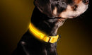 Collare regolabile luminoso a led Taglia XL per cani e gatti Giallo-2