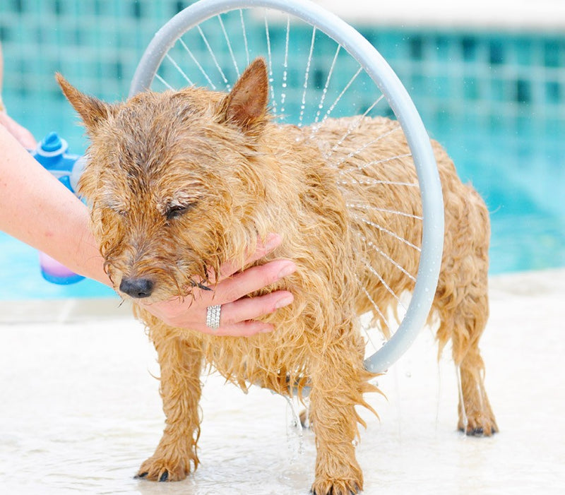 Sistema di Lavaggio per Cani Ø 31cm Wash Dog-2