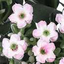 Set 5 Bouquet Artificiali di Mini Calanchoe H 30 cm-3